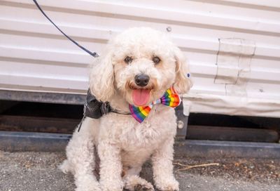WorldPride DC Parade by Hunter Raab